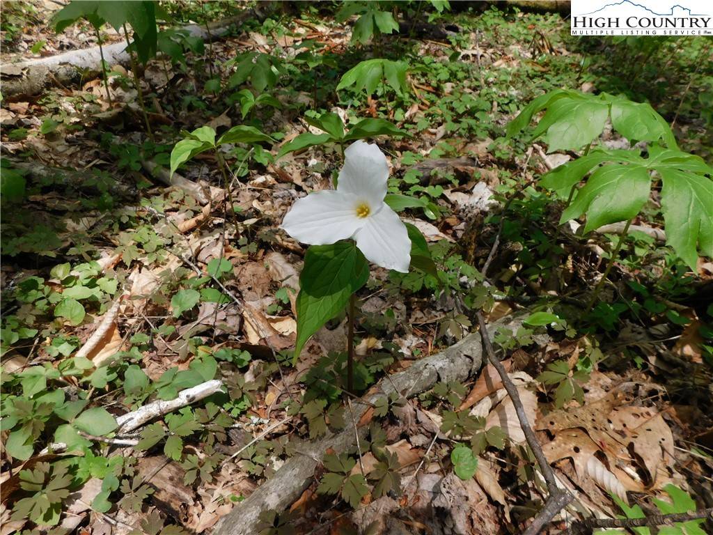 Linville, NC 28646,TBD Lot 26 Black Bear TRL
