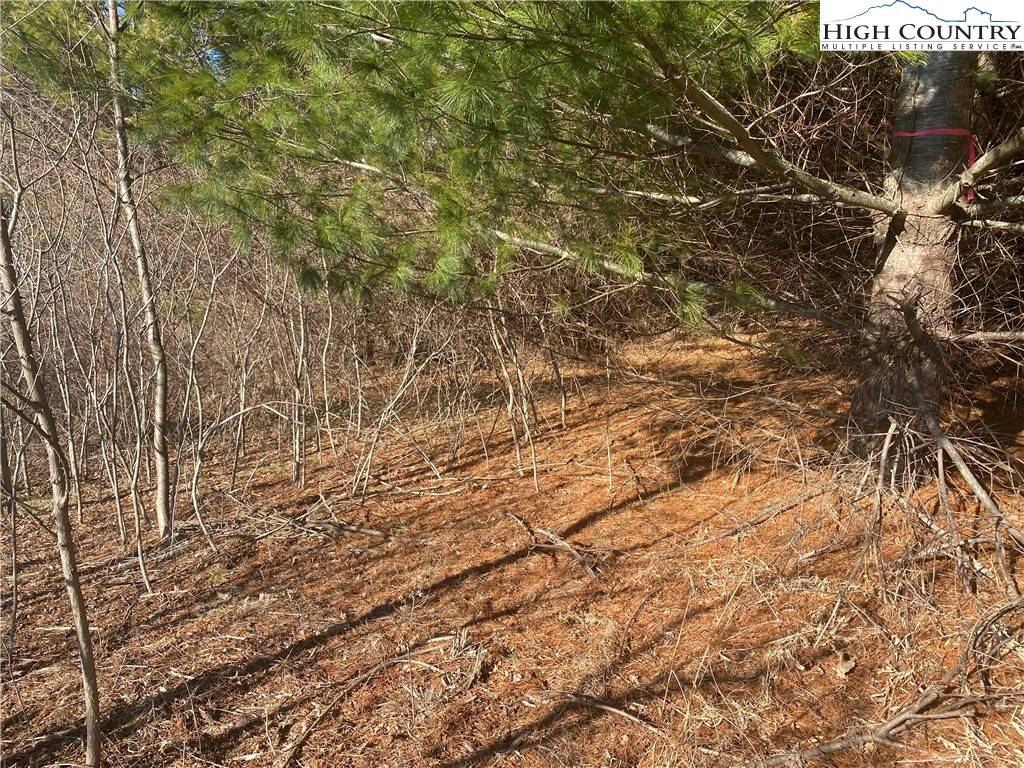 Sparta, NC 28675,TBD Holly Hill DR