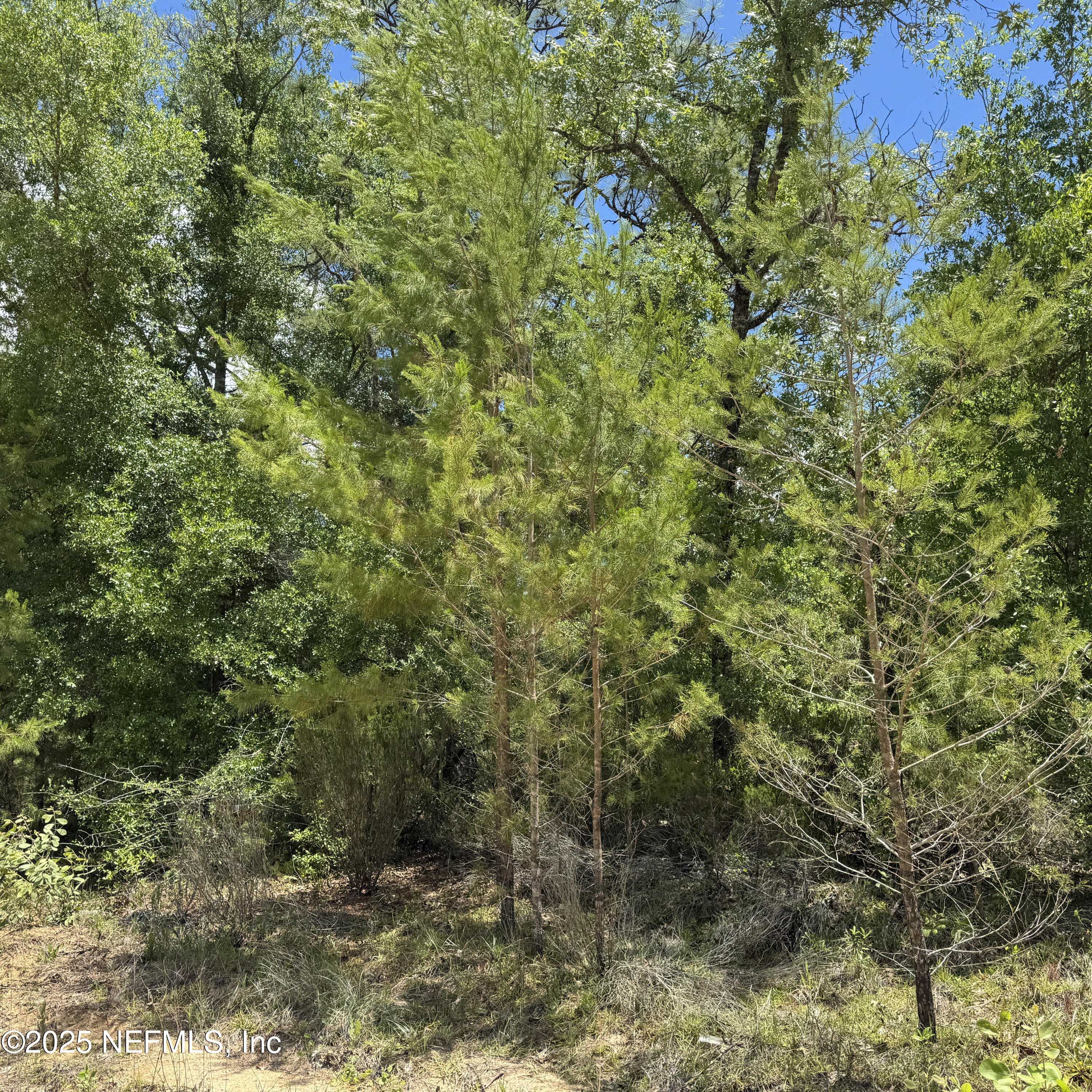 Interlachen, FL 32148,000 CARDINAL ST