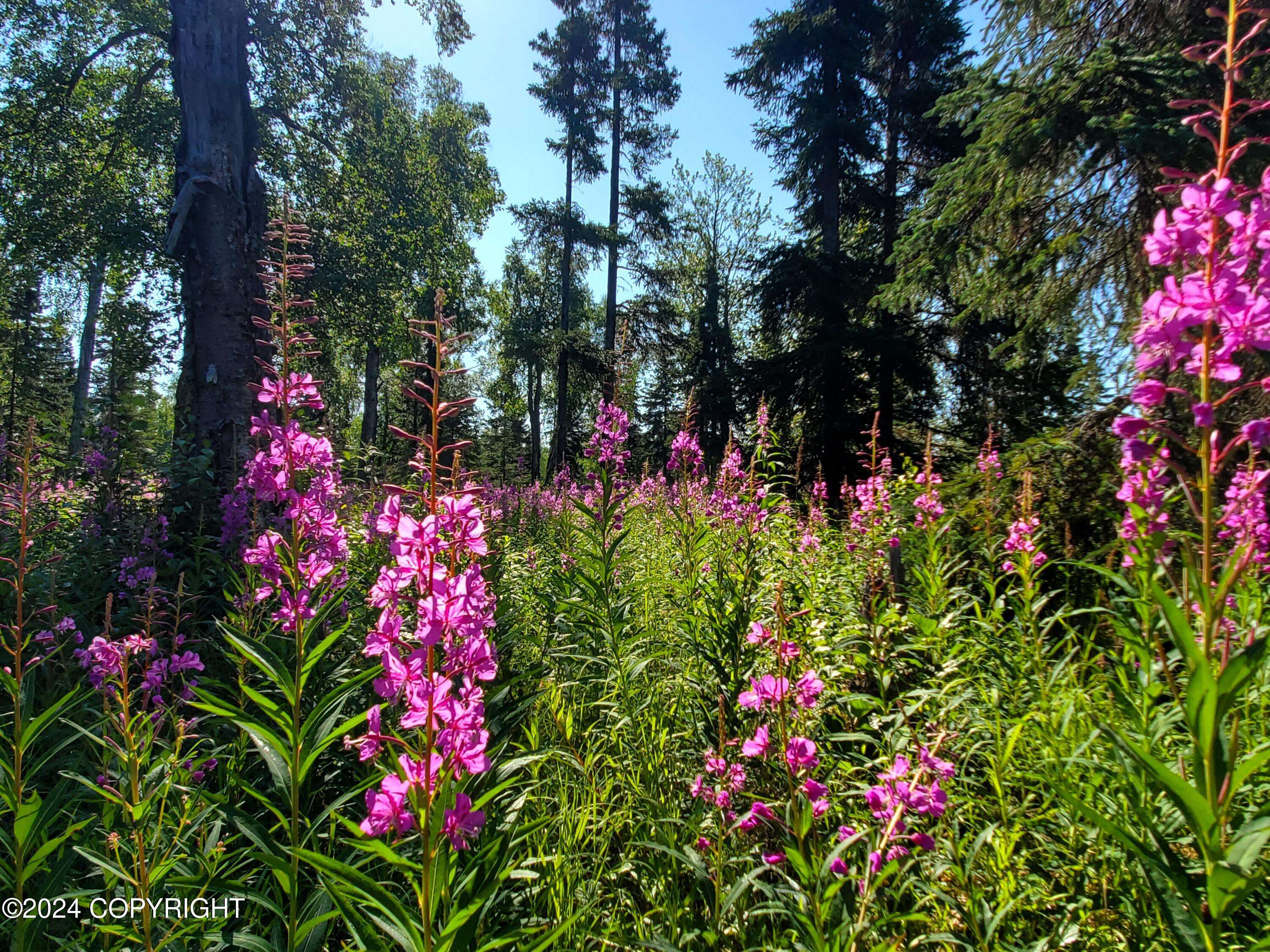 Ninilchik, AK 99639,64056 Tailwind RD