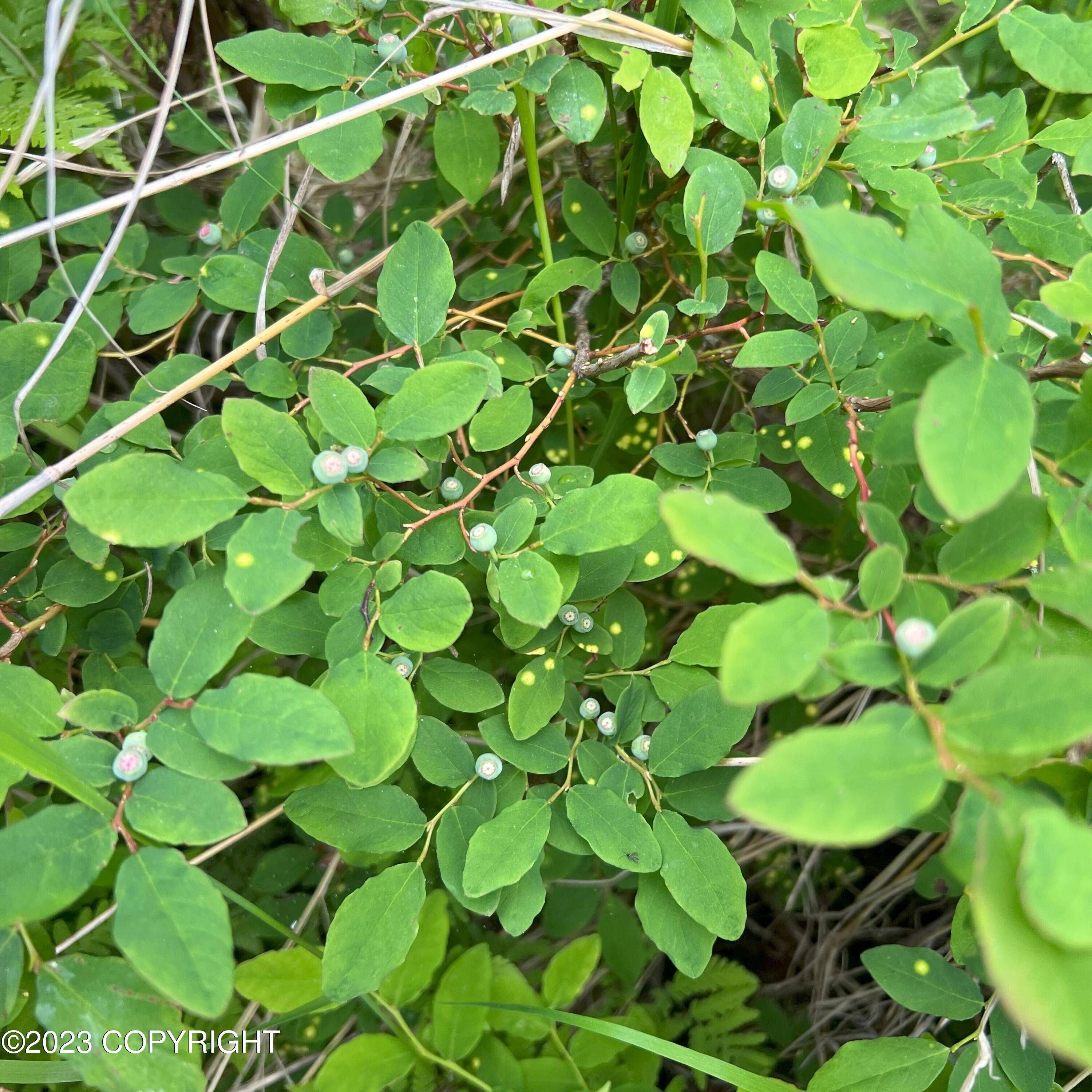 Ninilchik, AK 99639,17475 Arcturus LOOP