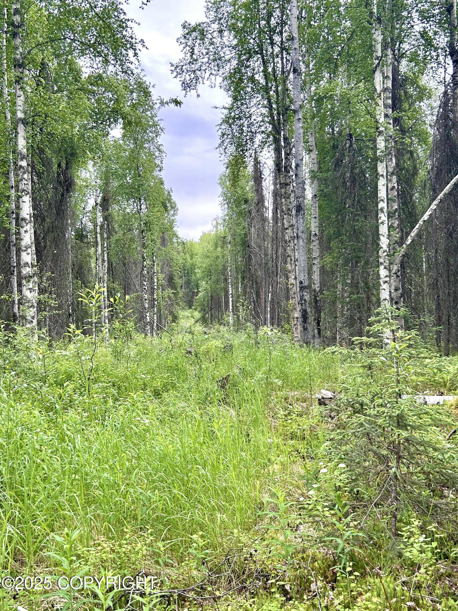 Talkeetna, AK 99676,16082 E Greenleaf DR