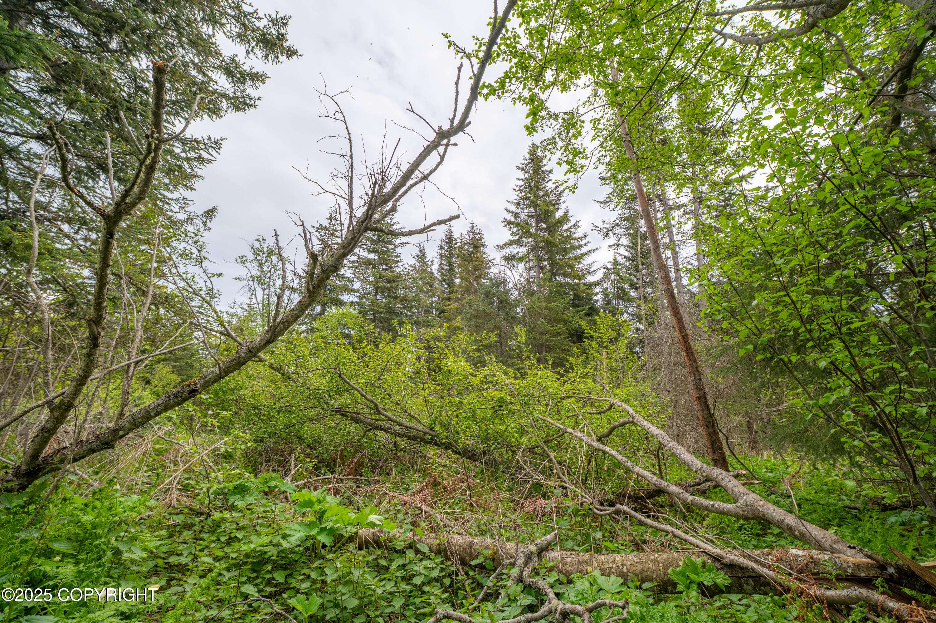 Homer, AK 99603,000 Grewingk CIR