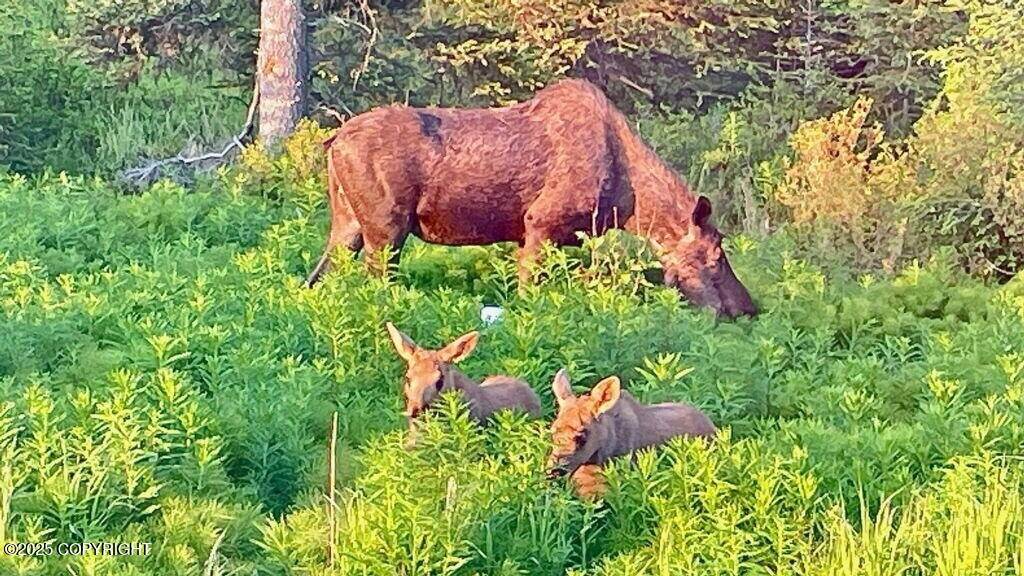 Anchor Point, AK 99556,68021 Jolly AVE