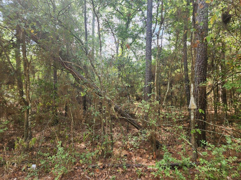 Plantersville, TX 77363,Lot 1 Cherry Tree LN