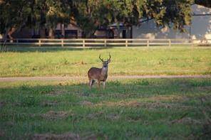 Angleton, TX 77515,616 Pony TRL