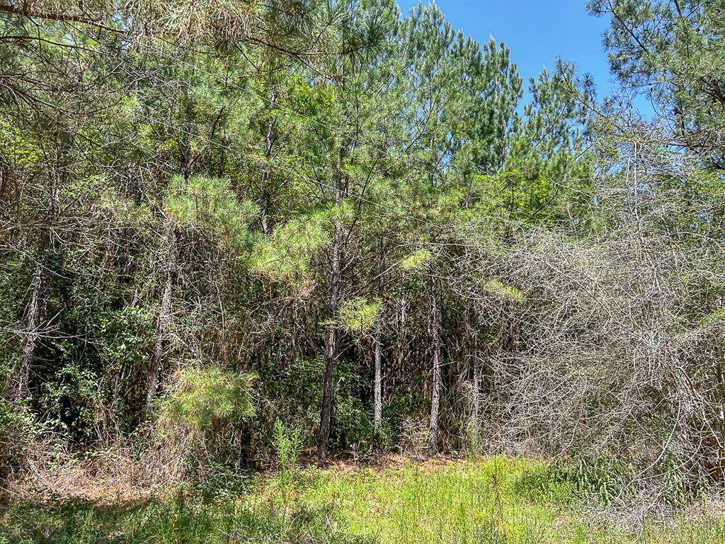 Zavalla, TX 75980,0000 CR 366/CR 368