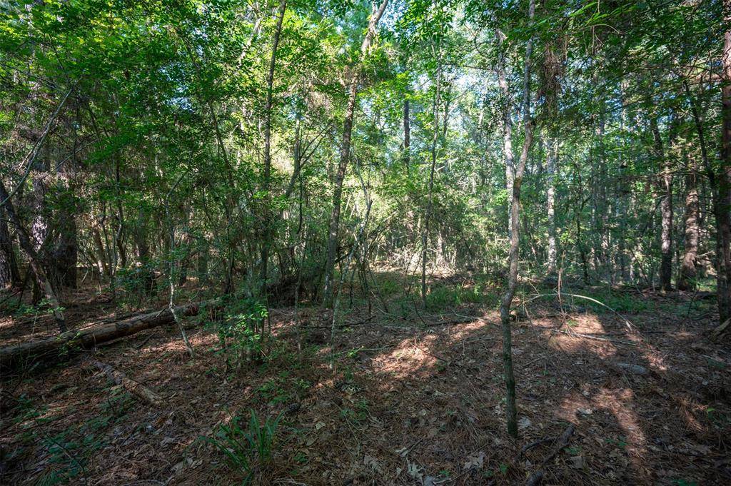 Woodville, TX 75979,tbd C R 3000