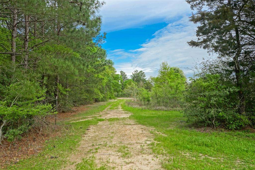 Bedias, TX 77831,13 Acres Bluebird Ln