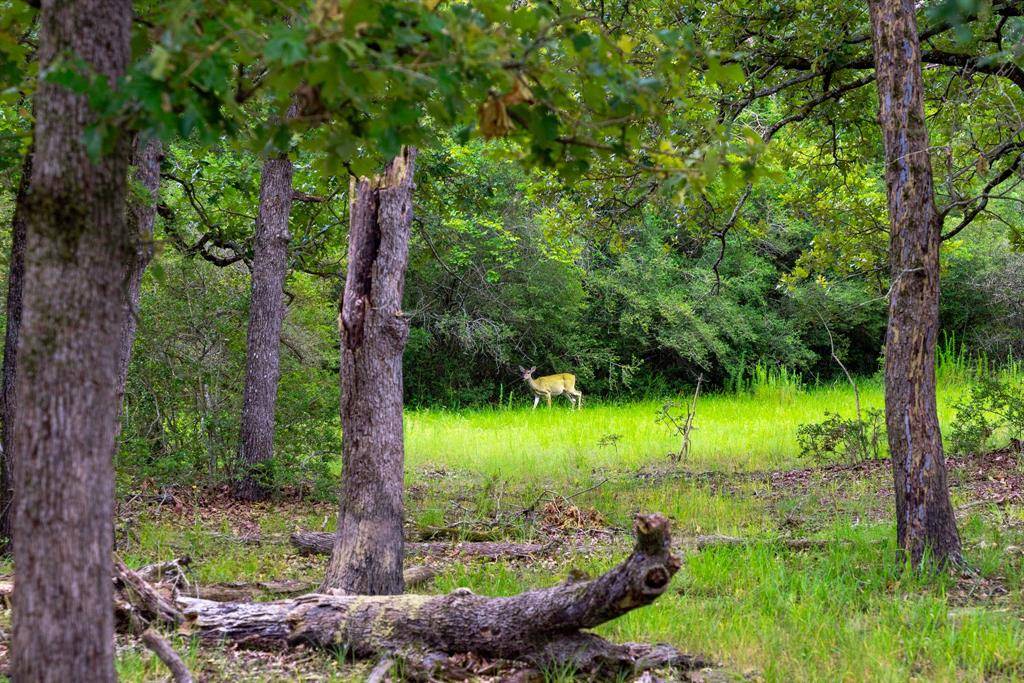 Marquez, TX 77865,0 County Road 449