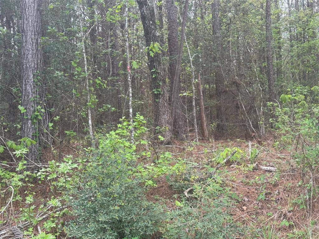 Coldspring, TX 77331,Tract 107 HWY 156