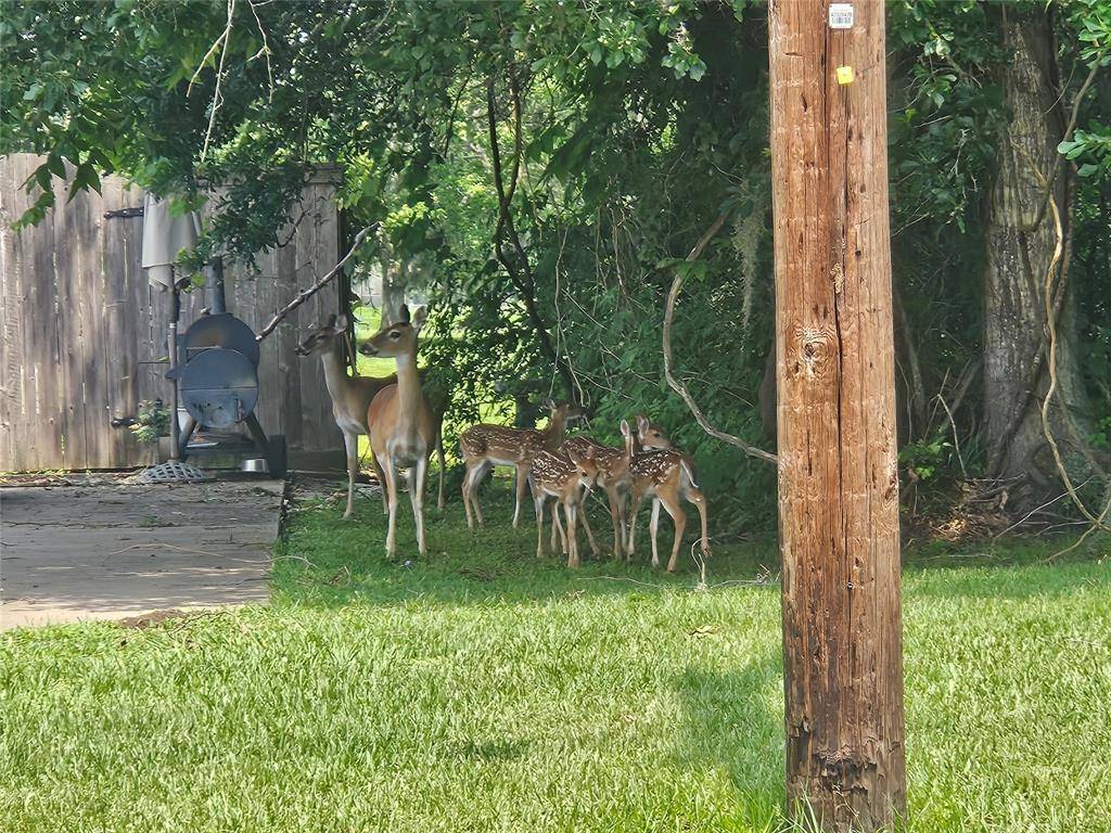 Angleton, TX 77515,619 Longhorn TRL