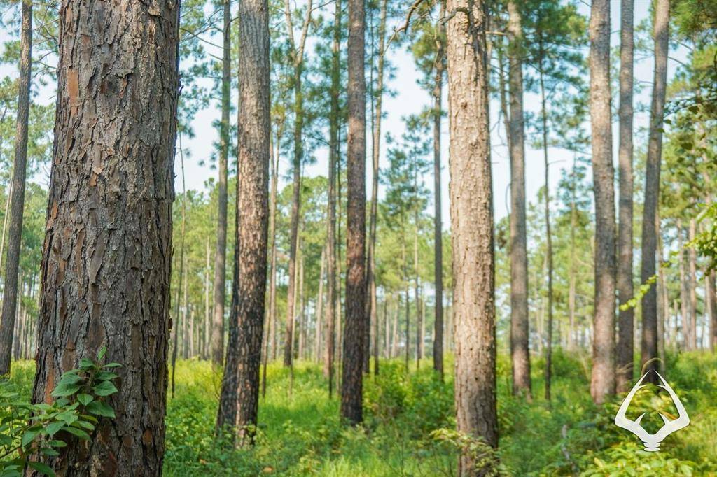 Weches, TX 75847,TBD Forest Service Road 511