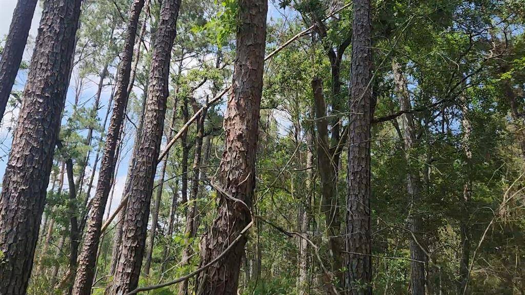 Plantersville, TX 77363,Lot 33 Gum Tree LN