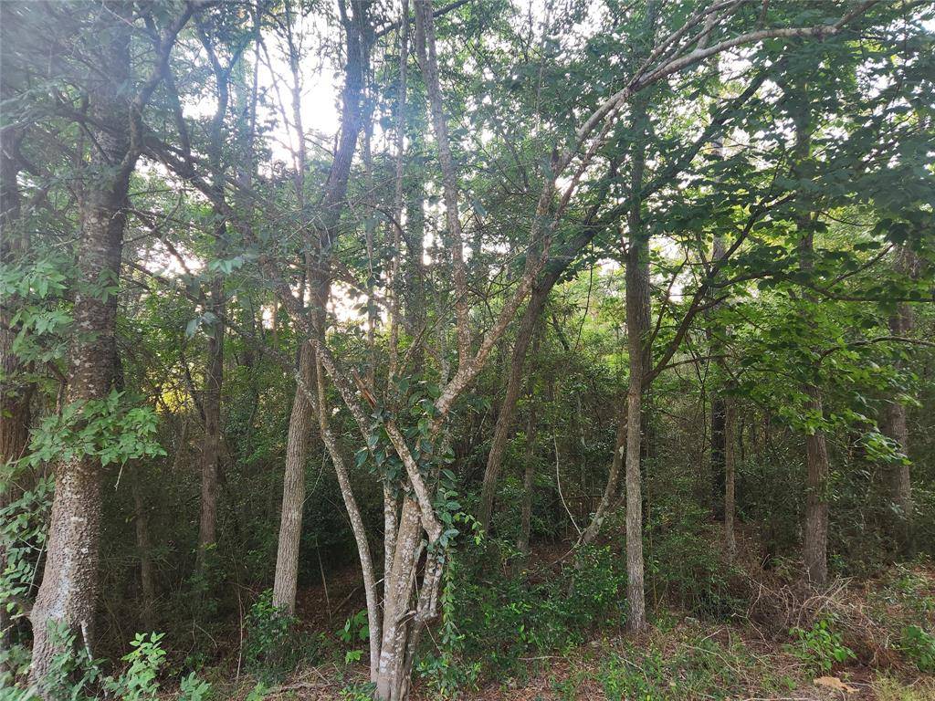 Plantersville, TX 77363,Lot 16 Weeping Willow LN