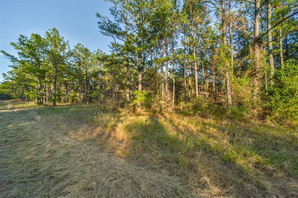 Willis, TX 77378,15774 Wooded Trail WAY