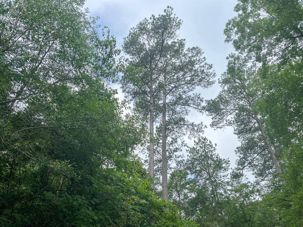 Honey Island, TX 77625,0 Bracken Cemetery Road