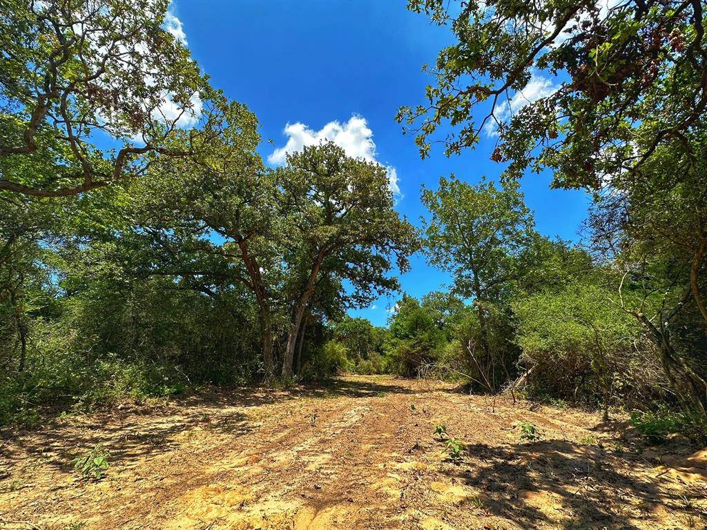 Buffalo, TX 75831,31 ac CR 302