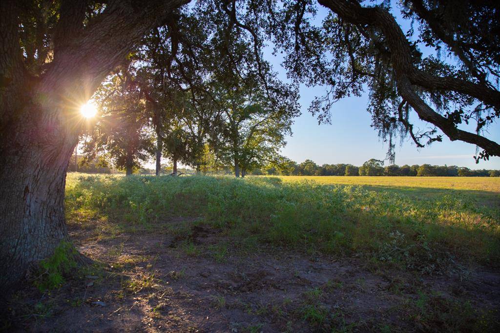 New Ulm, TX 78950,TBD Cummins Creek RD