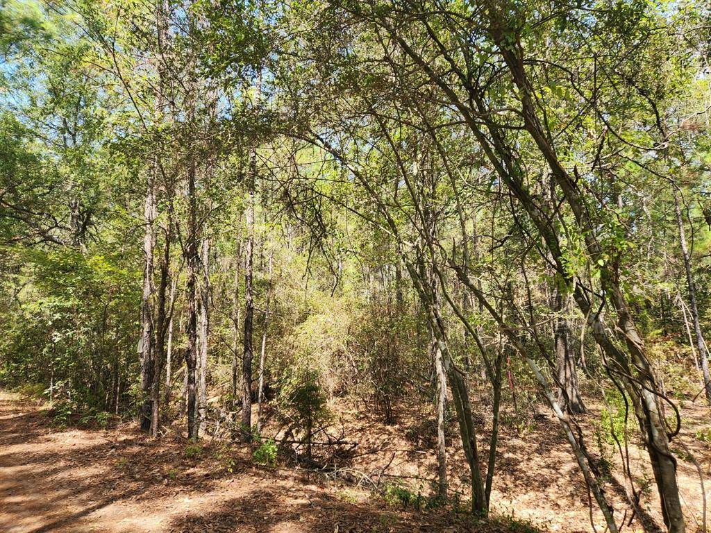 Plantersville, TX 77363,Lot 26 Honeylocust LN