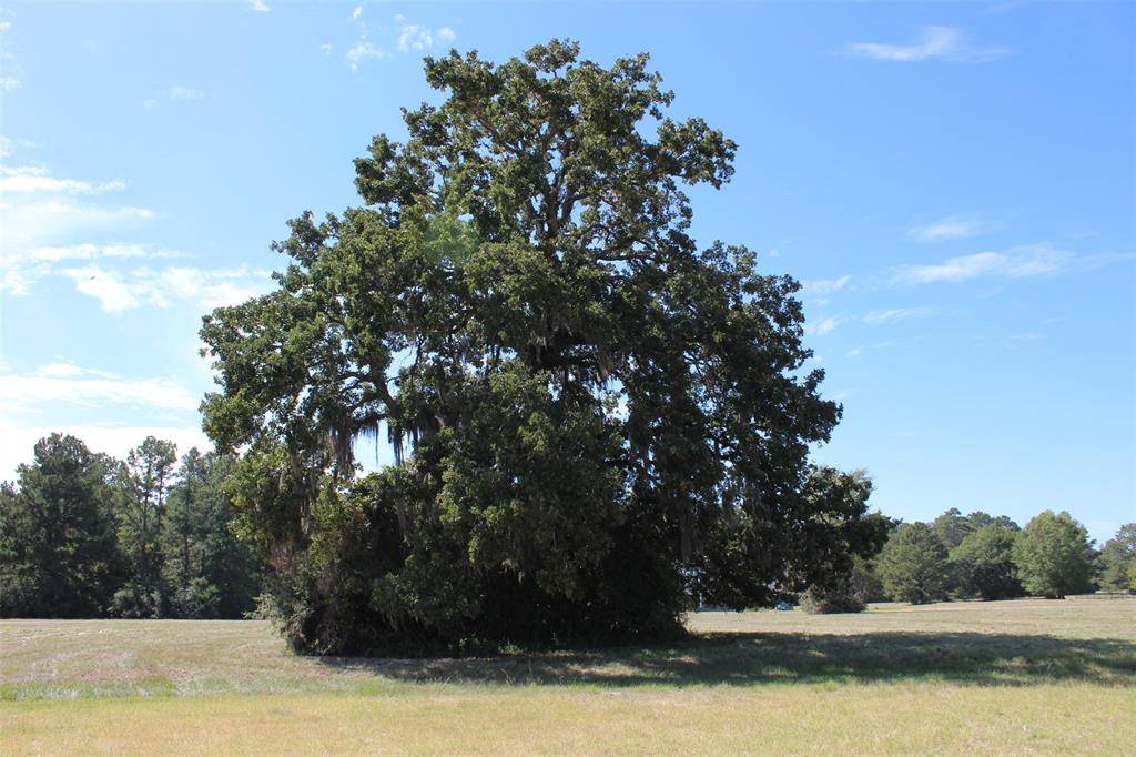 Trinity, TX 75862,TBD Dawns Edge