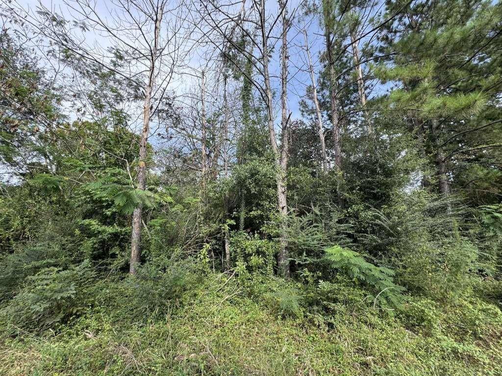 Warren, TX 77664,871 County Road 4470