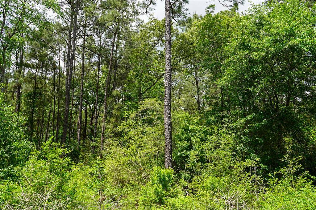 Plantersville, TX 77363,Lot 29 Smokethorn Lane