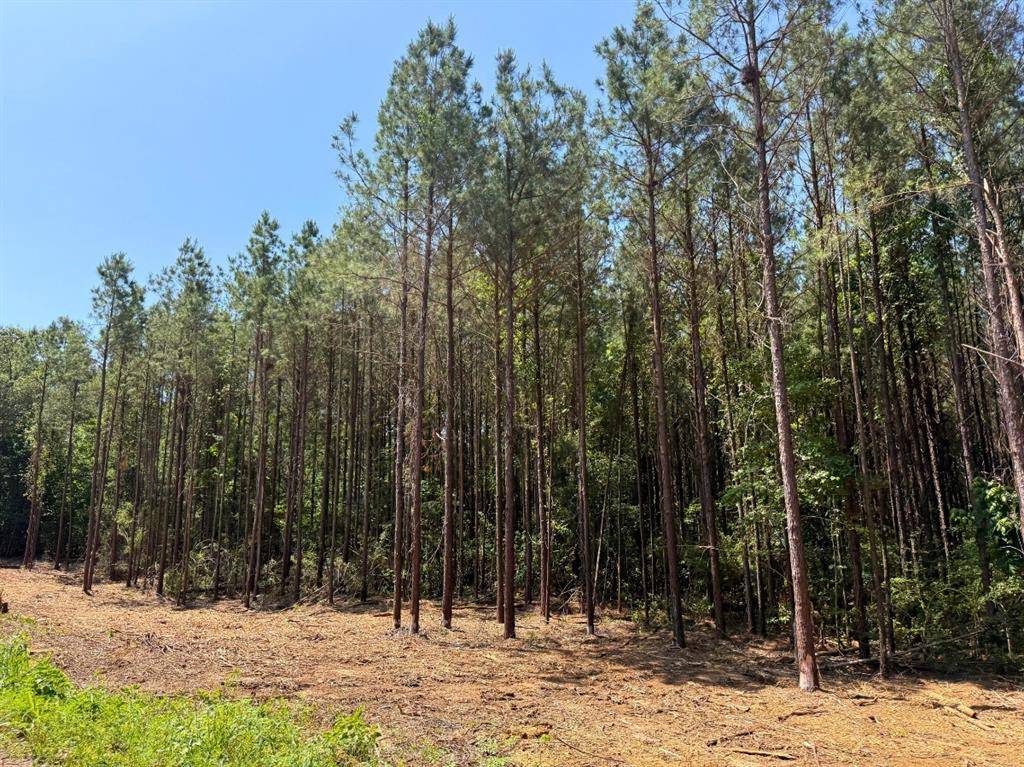 Livingston, TX 77351,4 Camp Ruby Road
