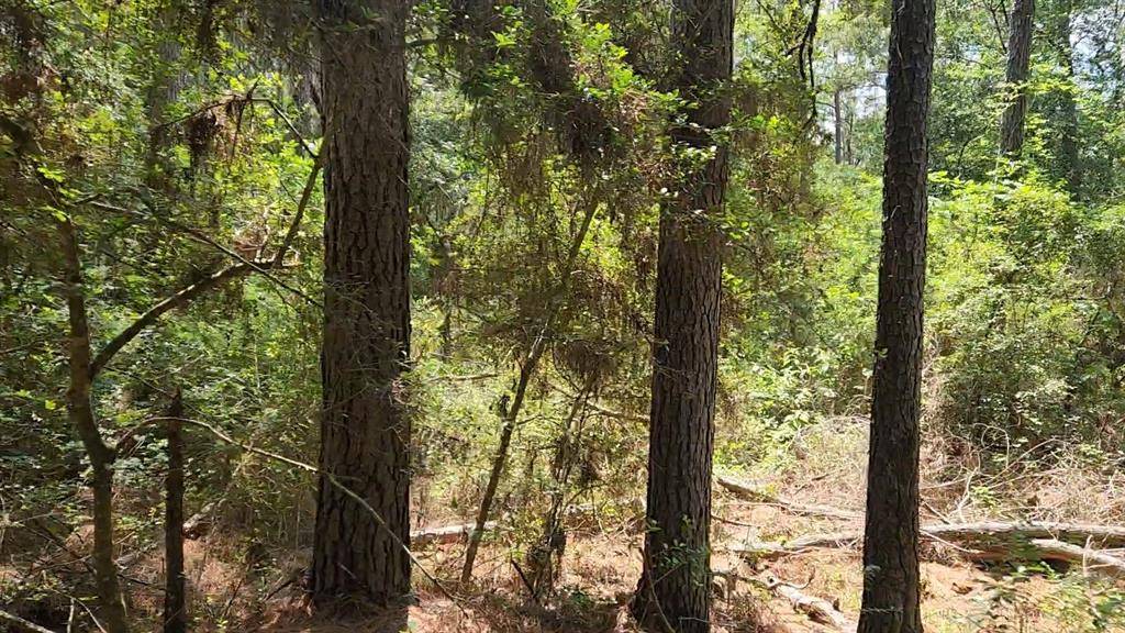 Plantersville, TX 77363,Lot 5 Tallowood DR