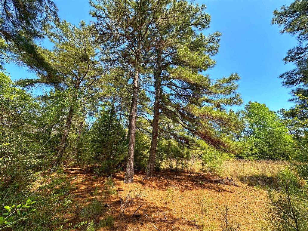 Centerville, TX 75833,8 ac CR 1464