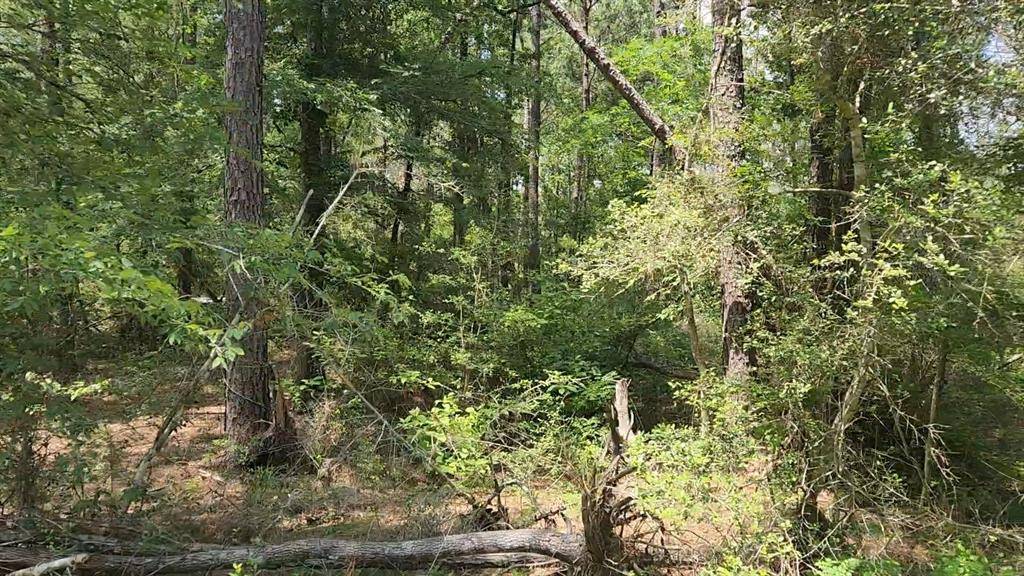 Plantersville, TX 77363,Lot 30 Gum Tree LN