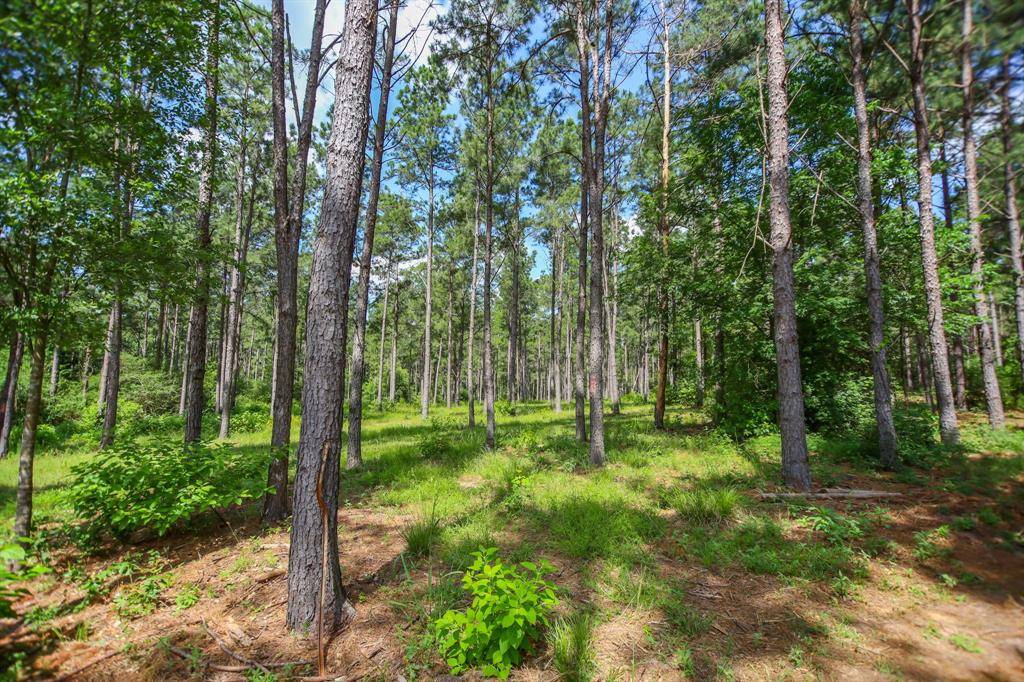 Crockett, TX 75904,1950 Buckhorn Creek Dr