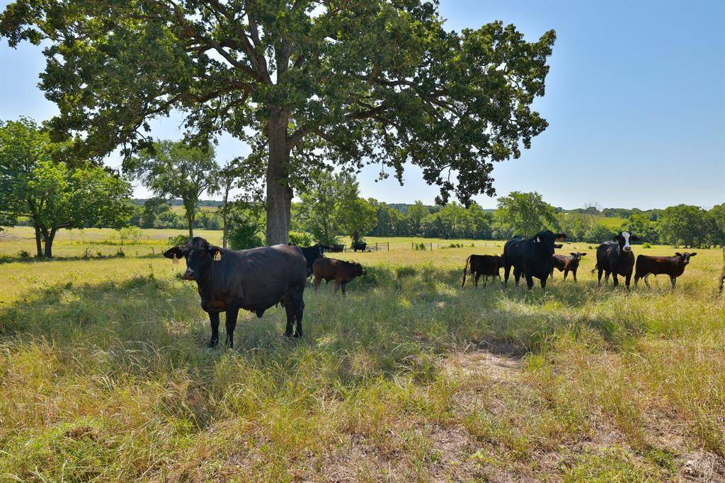Navasota, TX 77868,000010 CR 305 RD