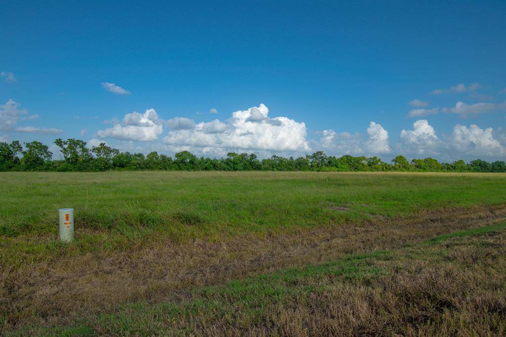 Angleton, TX 77515,1 Brahman TRL