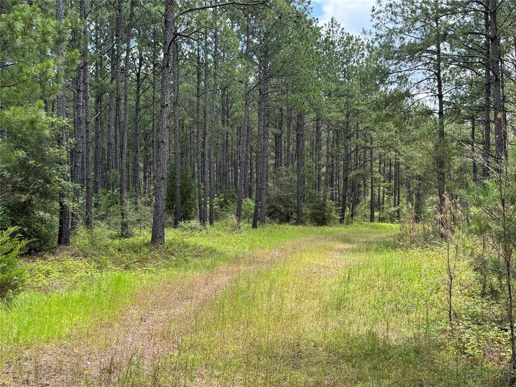 Willis, TX 77378,15780 Wooded Trail WAY