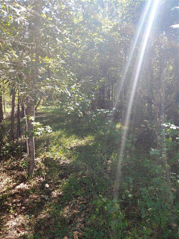 Sour Lake, TX 77659,0 Pineshadows Dr