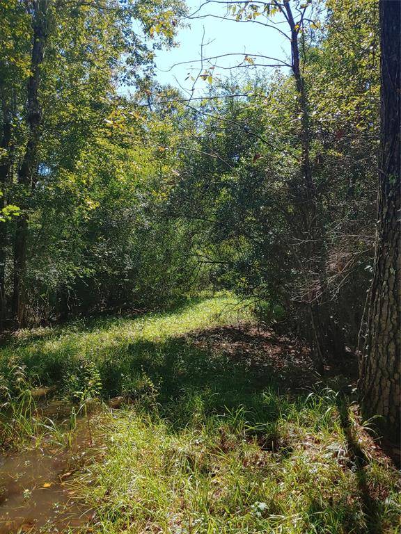 Sour Lake, TX 77659,0 Pineshadows Dr