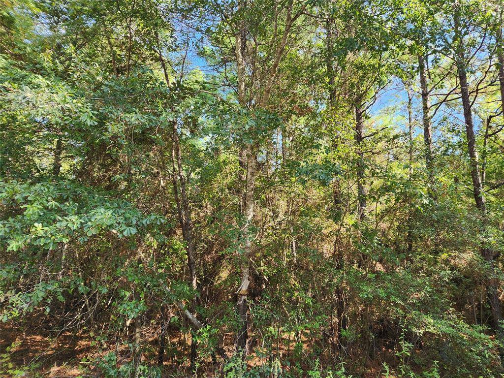 Plantersville, TX 77363,Lot 15 & 16 Tawnyberry LN