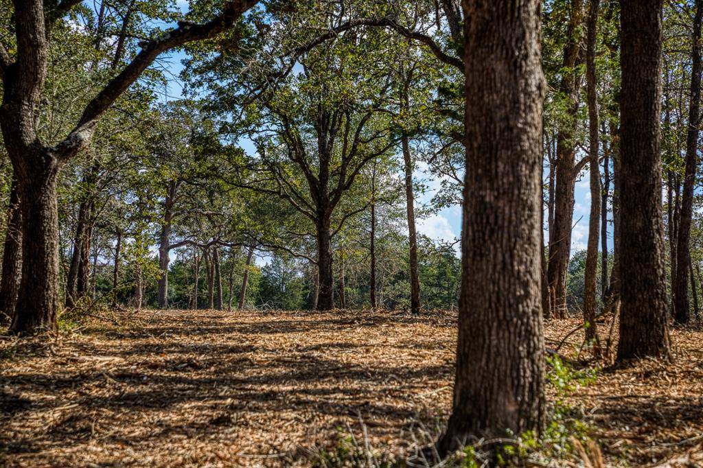 Carmine, TX 78932,TBD Wildlife CIR