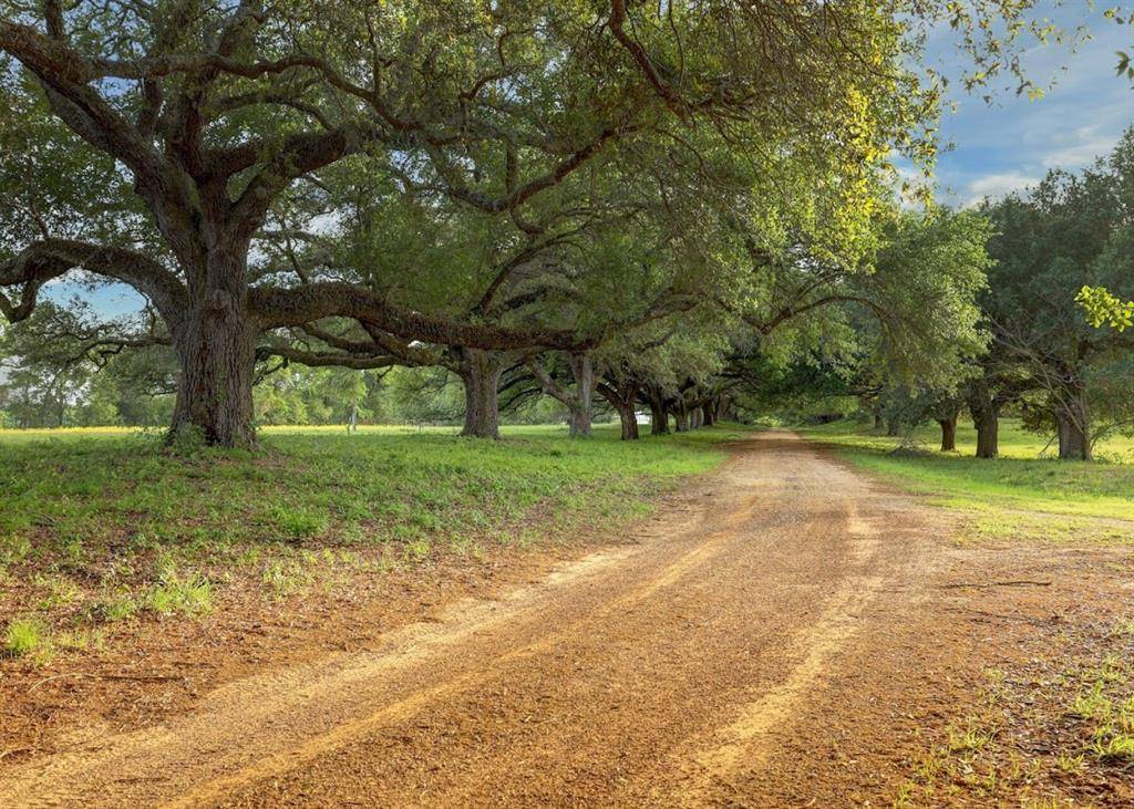 Plantersville, TX 77363,9651 Cedar Lake LN