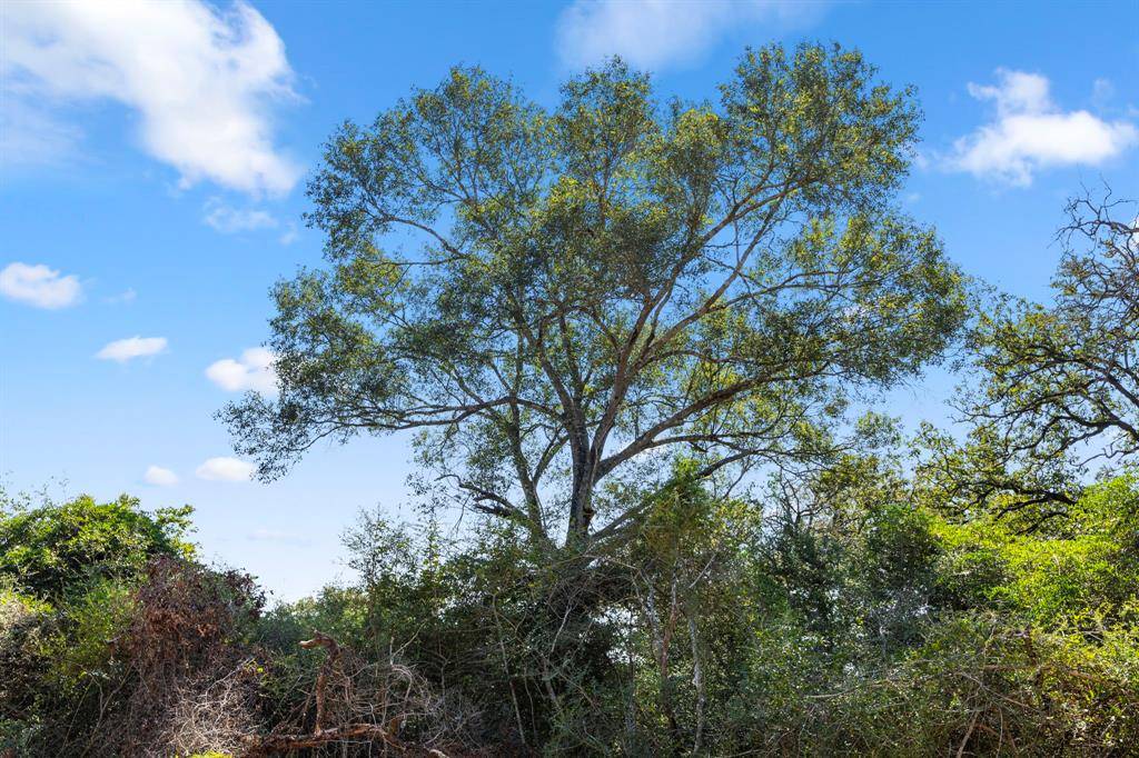 Columbus, TX 78934,TBD (TR 2) Joshua Tree Lane at Brunes Mill Rd