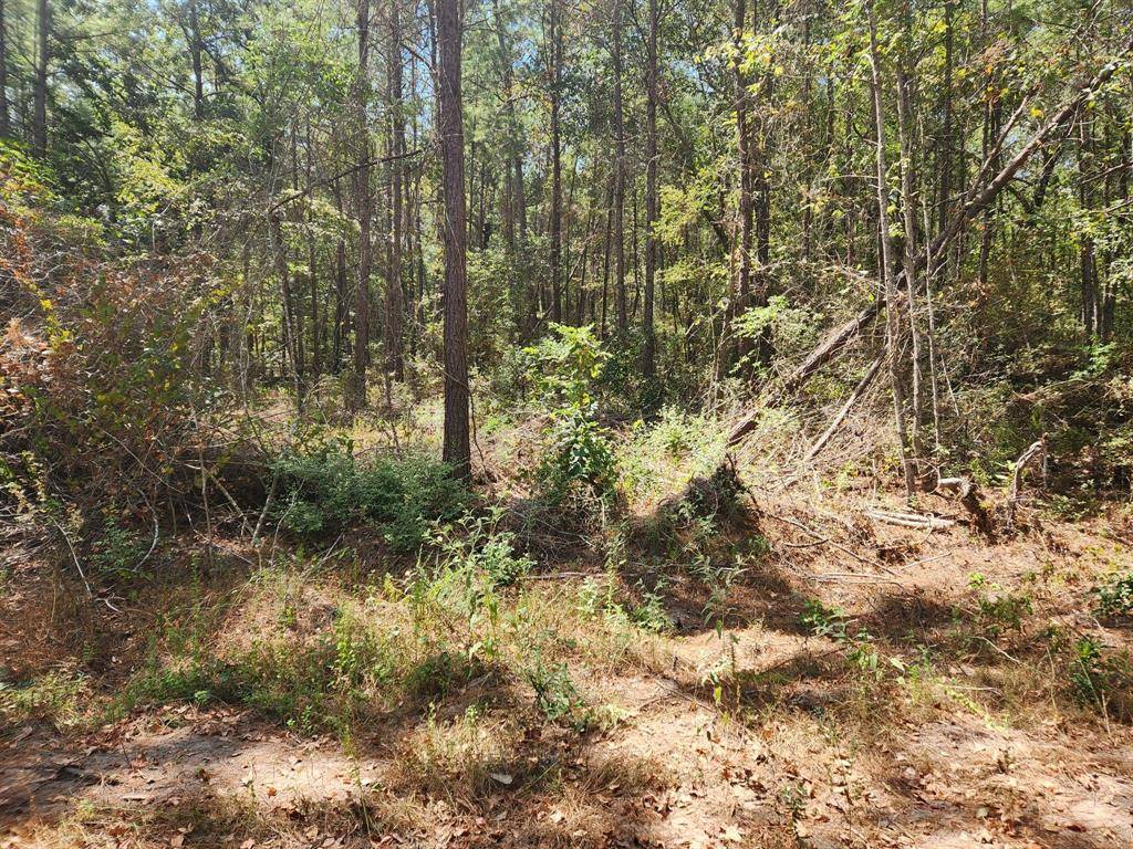 Plantersville, TX 77363,Lot 22 Yellow Poplar LN