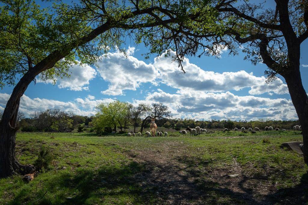 Fredericksburg, TX 78624,465 Bear Creek Road