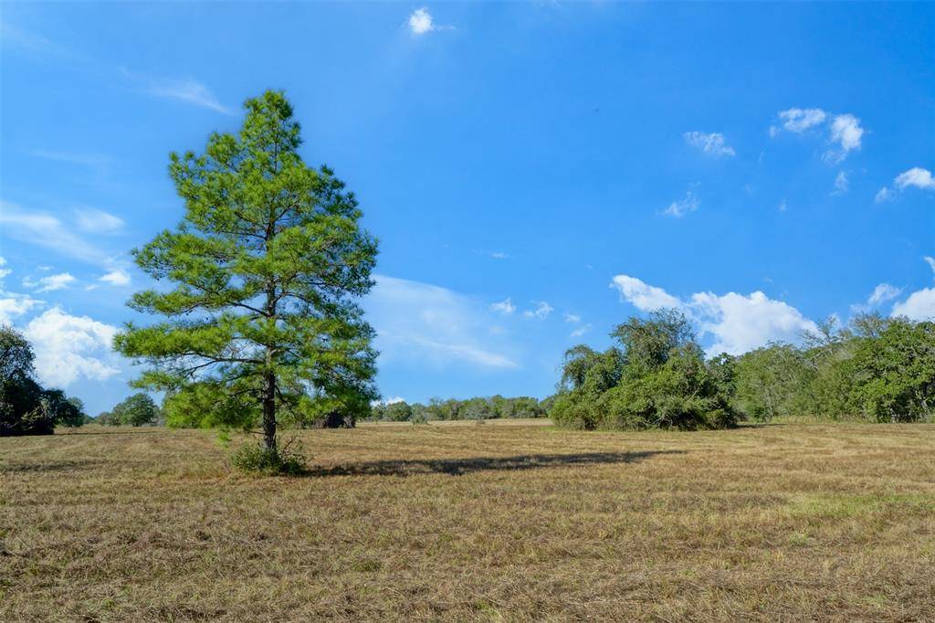 Bedias, TX 77831,Lot 12 County Rd 229