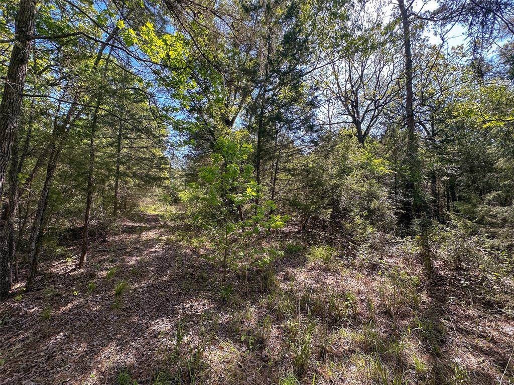 Buffalo, TX 75831,TBD FM 1511