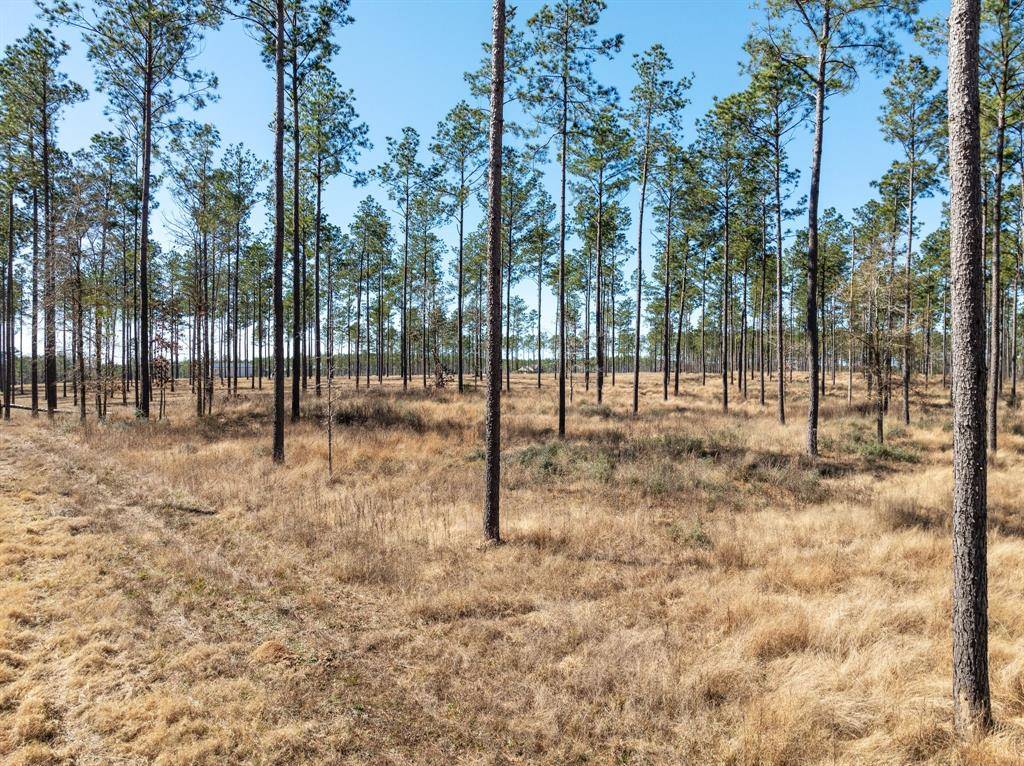 Livingston, TX 77351,TBD Lot 11 Red Lowe RD