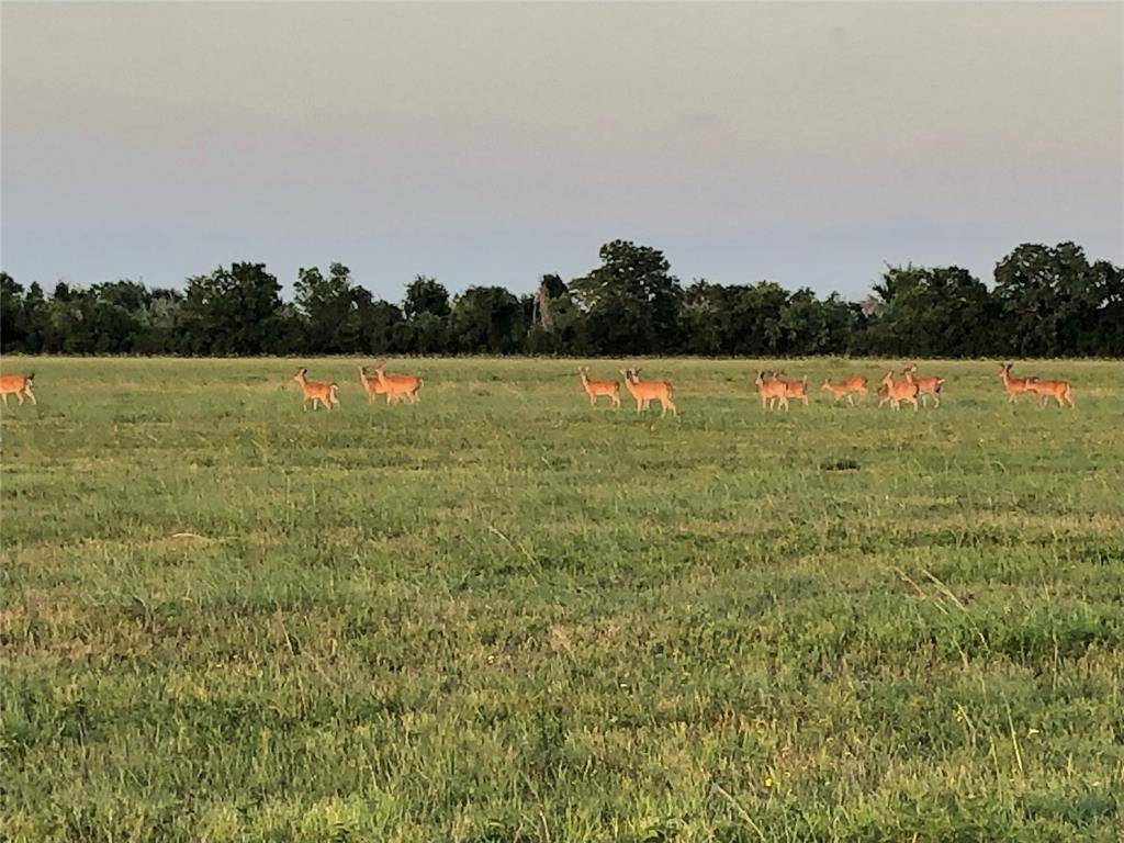 Angleton, TX 77515,430 Angus TRL