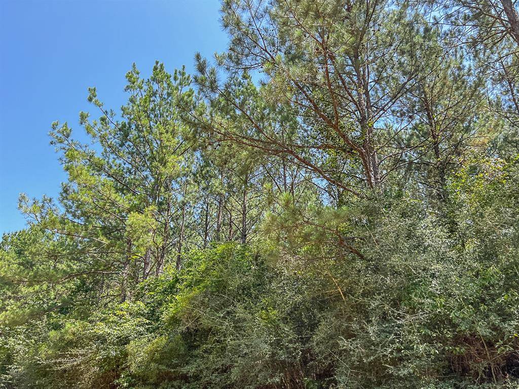 Zavalla, TX 75980,0000 CR 367