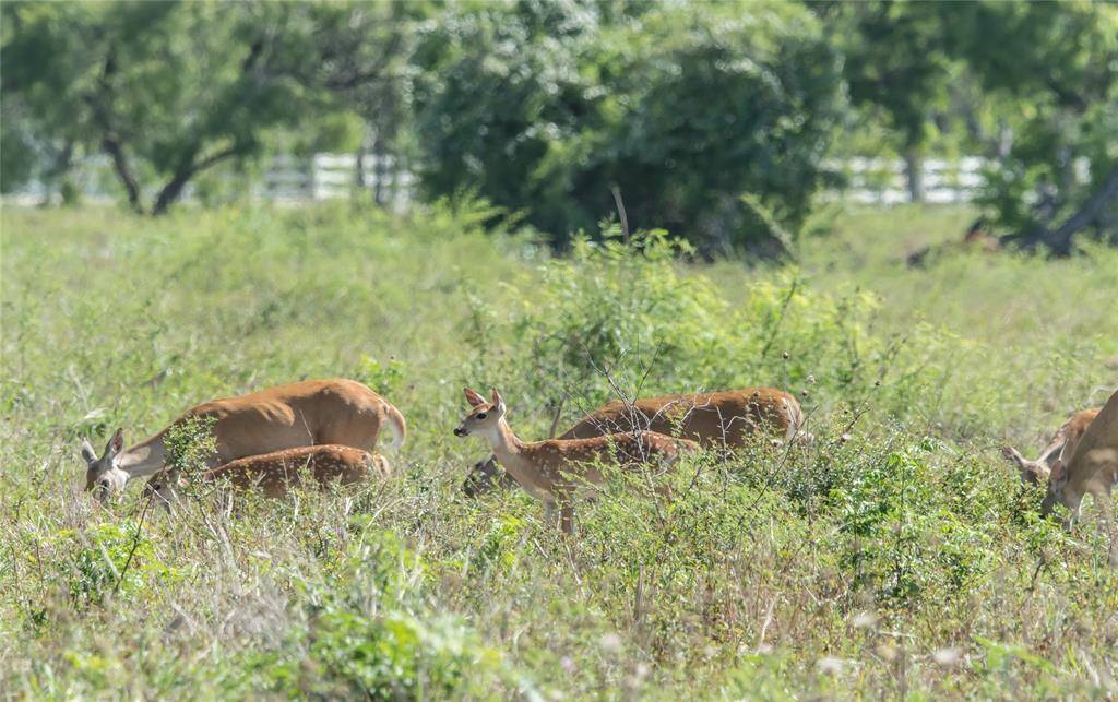 Iola, TX 77861,TRACT E County Road 164