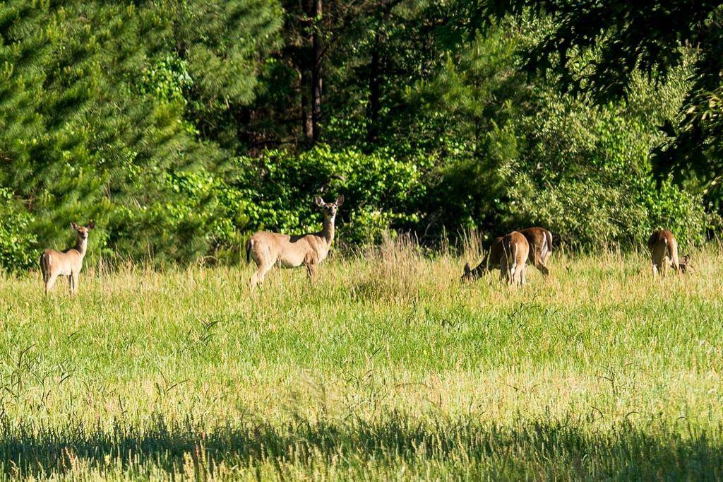 Mount Enterprise, TX 75681,TBD 1 County Rd 3271